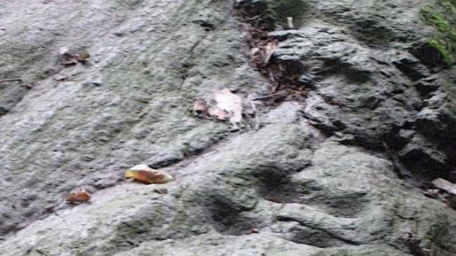 BARQUEDO CUPPELLE TULLIO