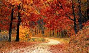 Bosco autunno