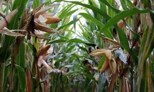 Campo mais agricoltura