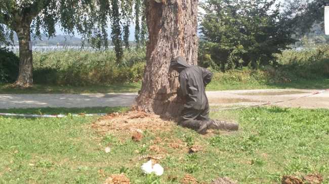 Castelletto Ticino calabroni