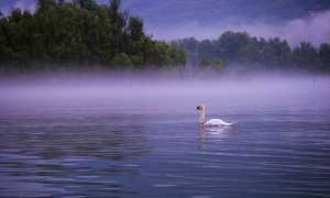 Lago cigno