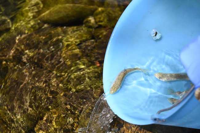 ParcoPallavicino TroteMarmorate