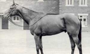 Ribot