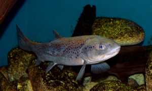 Salmo trutta Prague Vltava 1