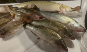 Schermata 2025 03 05 alle 16.41.11