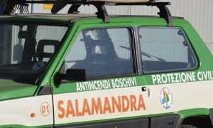 aib salamandra foto