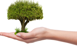 albero mano
