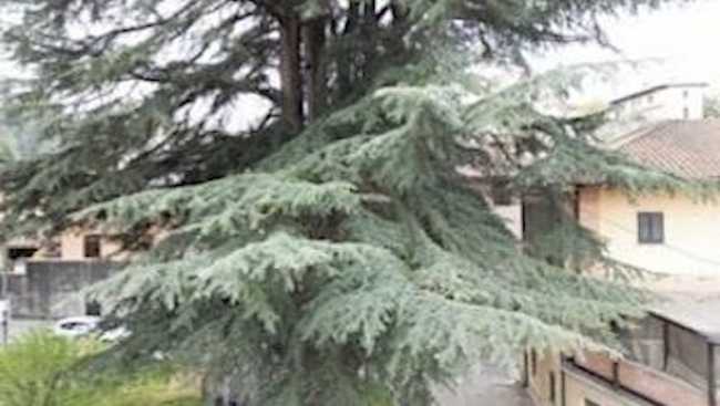 albero monumentale comignago