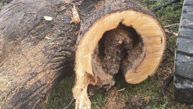 albero parco sibilia ct 25