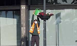 arona fioriera sospesa