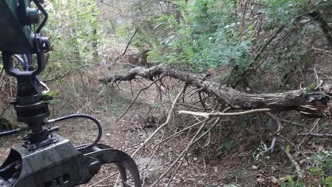 bosco solivo piante cadute