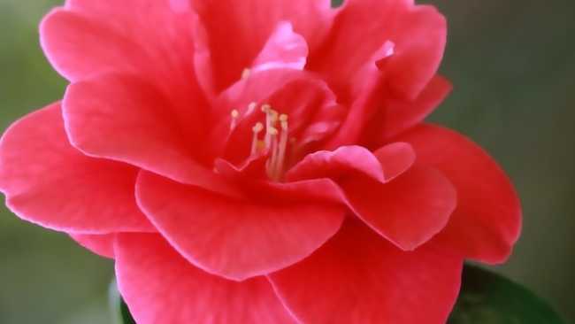 camelia