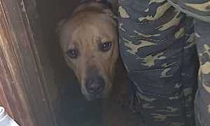 cane abbandonato forestali