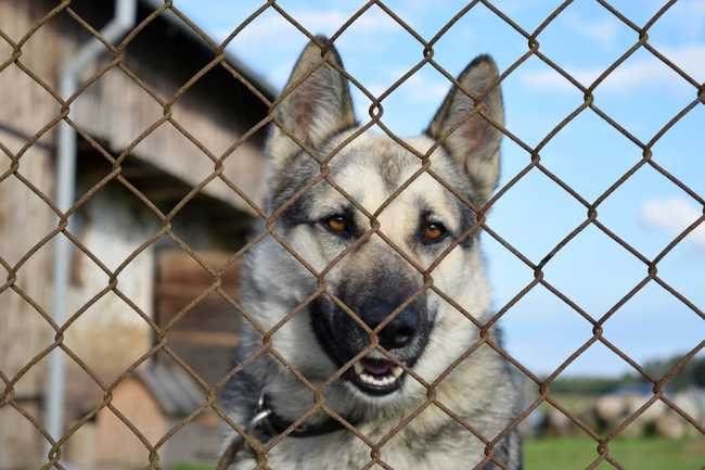 cane foto