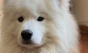 cane oleggio castello