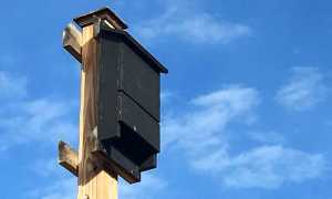 casetta pipistrelli