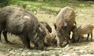 cinghiali gruppo cibo a
