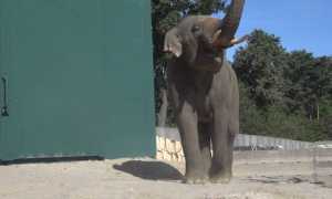 elefante safari park