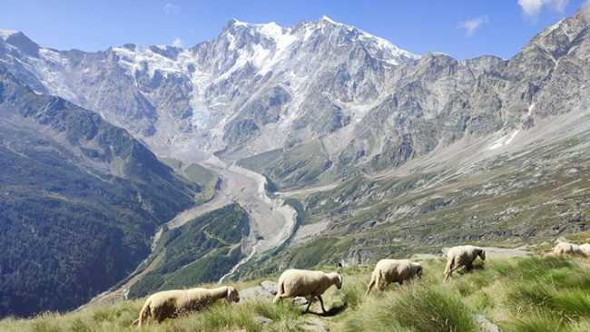 fabbri ferehorn pecore monsagna