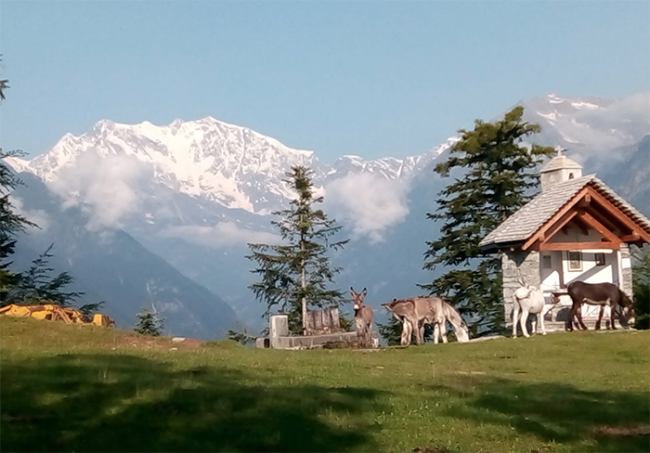 fabbri gita pizzetto