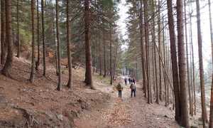 fabbri sentiero bosco pescia