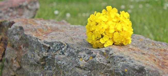 fiore pietra