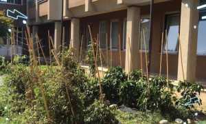 istituto cavallini lesa