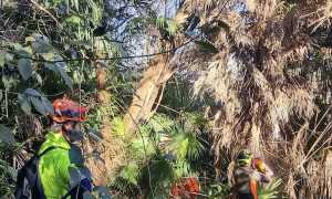 lesa albero pericolante