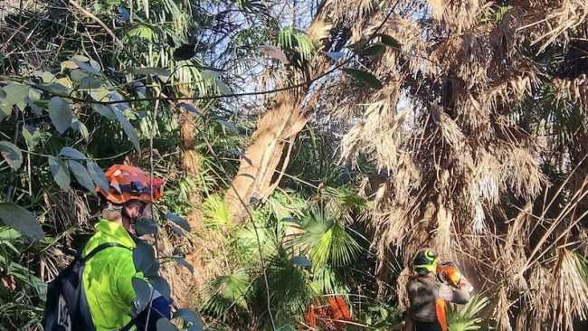 lesa albero pericolante