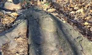 lesa archeologia rupestre