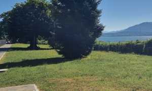 lesa giardino glicini