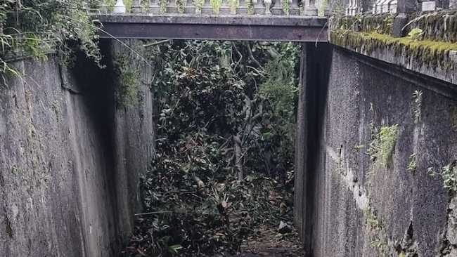 lesa magnolia caduta