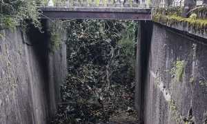 lesa magnolia caduta