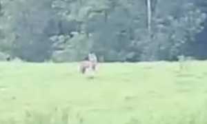 lupo alpe baraggia