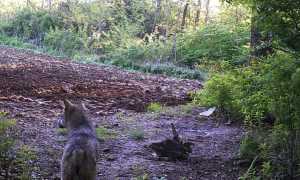 lupo individuato mezzomerico