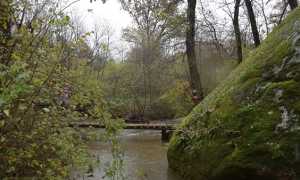 mezzomerico forest race 24