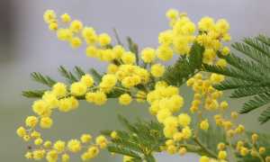 mimosa fiori