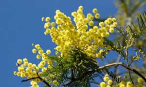 mimosa