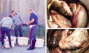 pesci polizia corrente