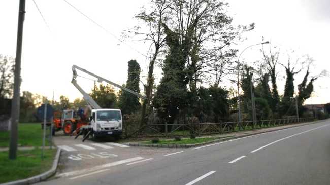 pombia intervento alberi