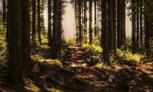 sentiero bosco