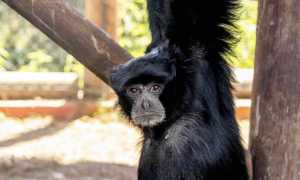 siamango Safari Park