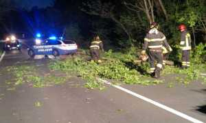 ticinese caduta albero