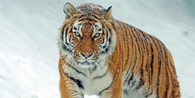 tigre neve