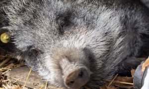 tina castelletto foto nuova