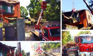 vigili arona pianta albero 17