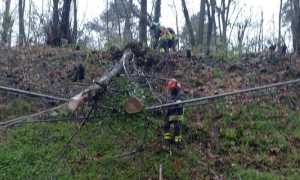 vp cascinetta alberi 2