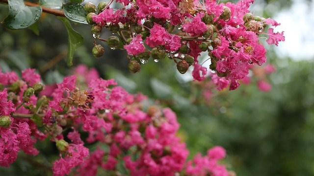 lagerstroemia