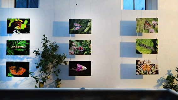 museo meina micro macro