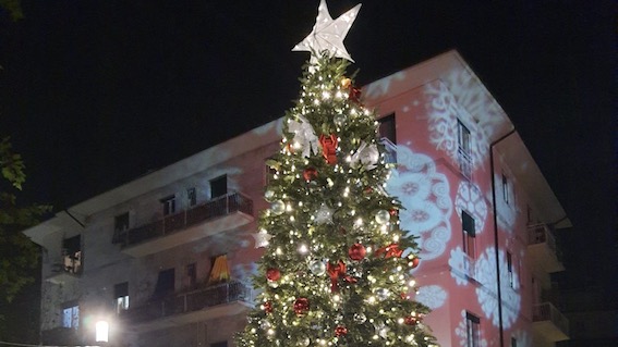 albero stresa 1